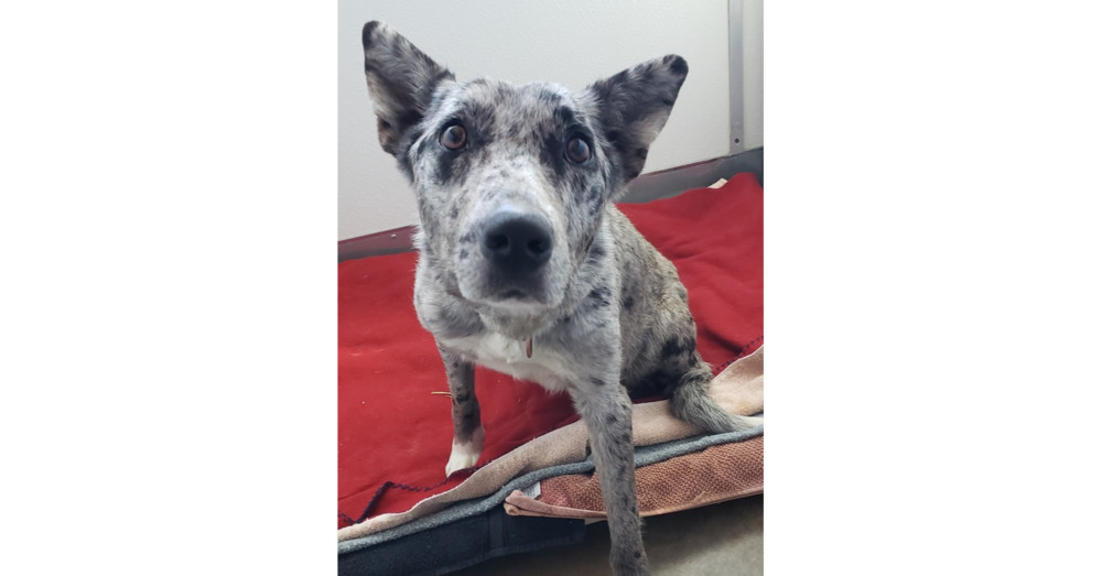 Raisin, an adoptable Border Collie, Australian Shepherd in Challis, ID, 83226 | Photo Image 1