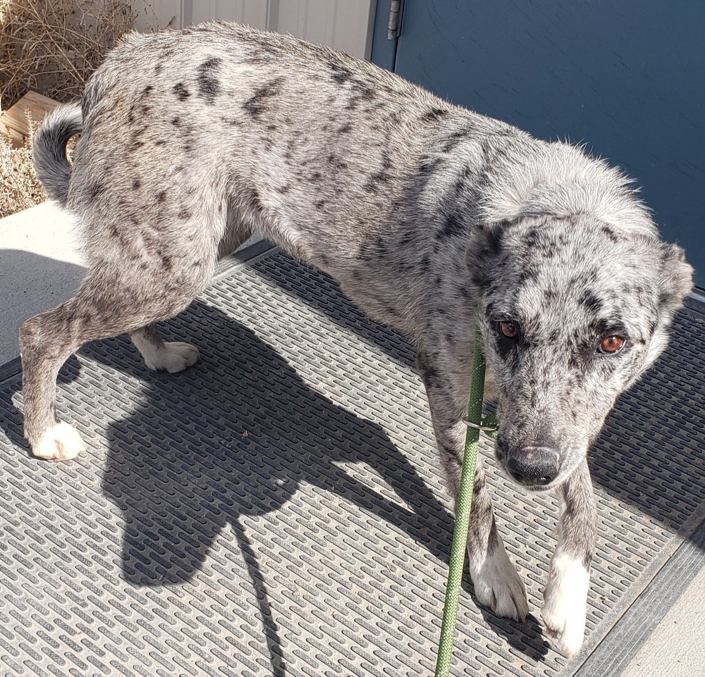 Raisin, an adoptable Border Collie, Australian Shepherd in Challis, ID, 83226 | Photo Image 4