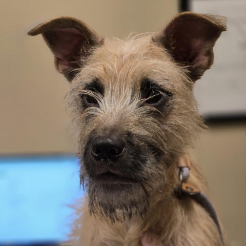 Rusty, an adoptable Wirehaired Terrier in Wickenburg, AZ, 85390 | Photo Image 1