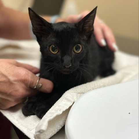 Bradley, an adoptable Domestic Short Hair in Wickenburg, AZ, 85390 | Photo Image 1