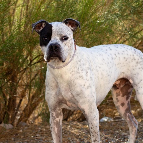 Batman, an adoptable Boxer in Wickenburg, AZ, 85390 | Photo Image 1