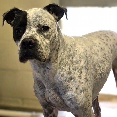 Batman, an adoptable Boxer in Wickenburg, AZ, 85390 | Photo Image 2