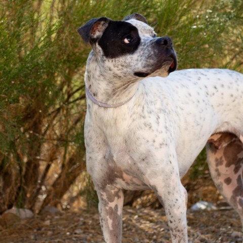 Batman, an adoptable Boxer in Wickenburg, AZ, 85390 | Photo Image 4