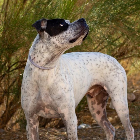 Batman, an adoptable Boxer in Wickenburg, AZ, 85390 | Photo Image 5