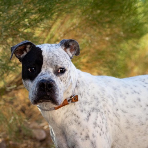 Batman, an adoptable Boxer in Wickenburg, AZ, 85390 | Photo Image 6