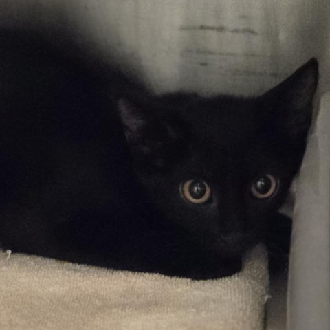 Betsy, an adoptable Domestic Medium Hair in Wickenburg, AZ, 85390 | Photo Image 1