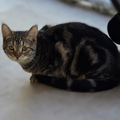 Tallulah, an adoptable Domestic Short Hair in Wickenburg, AZ, 85390 | Photo Image 1