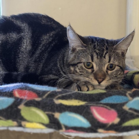 Tallulah, an adoptable Domestic Short Hair in Wickenburg, AZ, 85390 | Photo Image 3