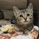 Tallulah, an adoptable Domestic Short Hair in Wickenburg, AZ, 85390 | Photo Image 6