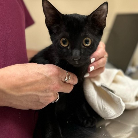 Barry, an adoptable Domestic Short Hair in Wickenburg, AZ, 85390 | Photo Image 1