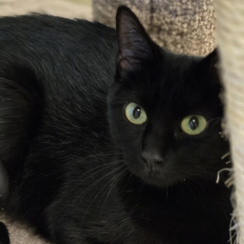 Princess, an adoptable Domestic Short Hair in Wickenburg, AZ, 85390 | Photo Image 1