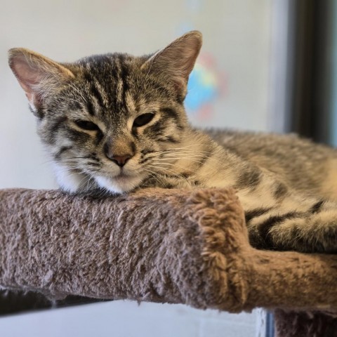 Portia, an adoptable Domestic Short Hair in Wickenburg, AZ, 85390 | Photo Image 1