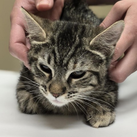 Portia, an adoptable Domestic Short Hair in Wickenburg, AZ, 85390 | Photo Image 2