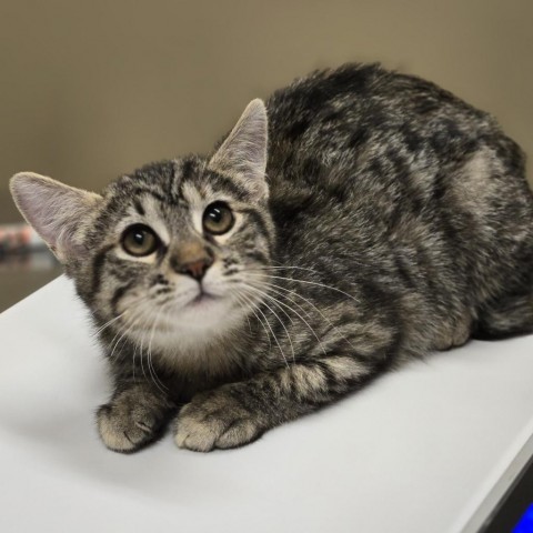 Portia, an adoptable Domestic Short Hair in Wickenburg, AZ, 85390 | Photo Image 3