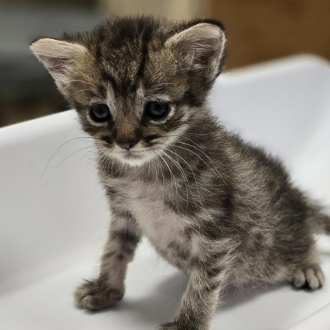 Portia, an adoptable Domestic Short Hair in Wickenburg, AZ, 85390 | Photo Image 4