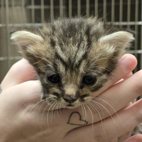 Portia, an adoptable Domestic Short Hair in Wickenburg, AZ, 85390 | Photo Image 5