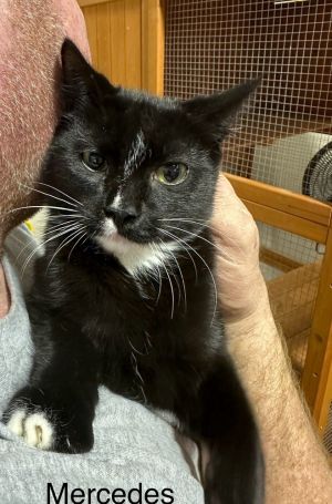 Mercedes (Worthington Litter), Adult Female Domestic Short Hair