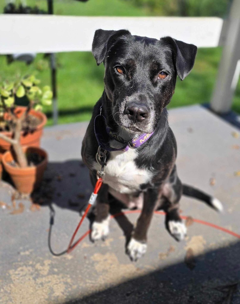 Nessa, an adoptable Labrador Retriever, Husky in Grand Rapids, MI, 49505 | Photo Image 1