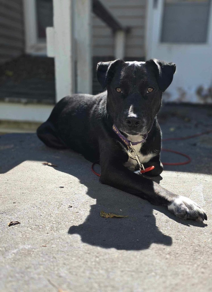 Nessa, an adoptable Labrador Retriever, Husky in Grand Rapids, MI, 49505 | Photo Image 2