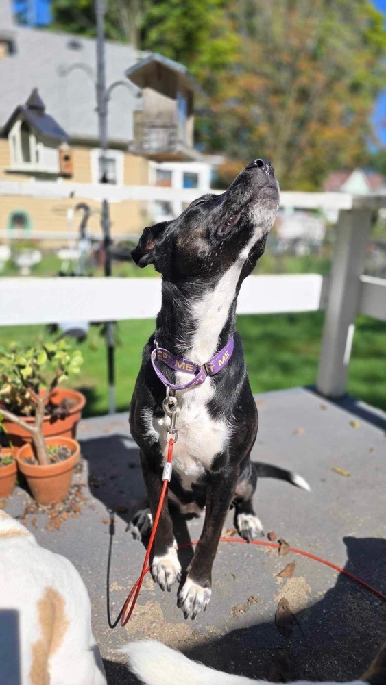 Nessa, an adoptable Labrador Retriever, Husky in Grand Rapids, MI, 49505 | Photo Image 3