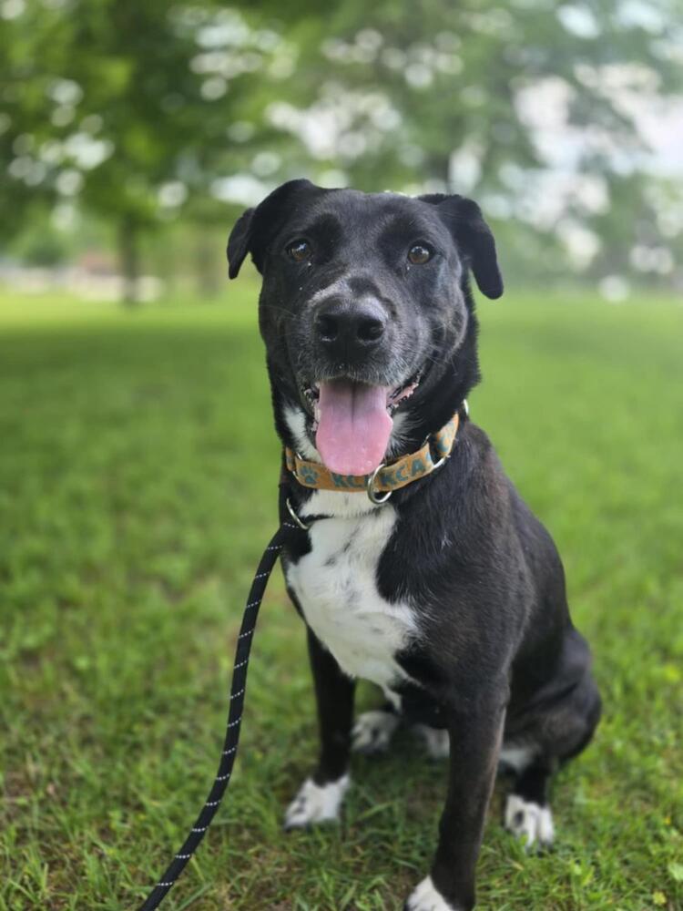 Nessa, an adoptable Labrador Retriever, Husky in Grand Rapids, MI, 49505 | Photo Image 4