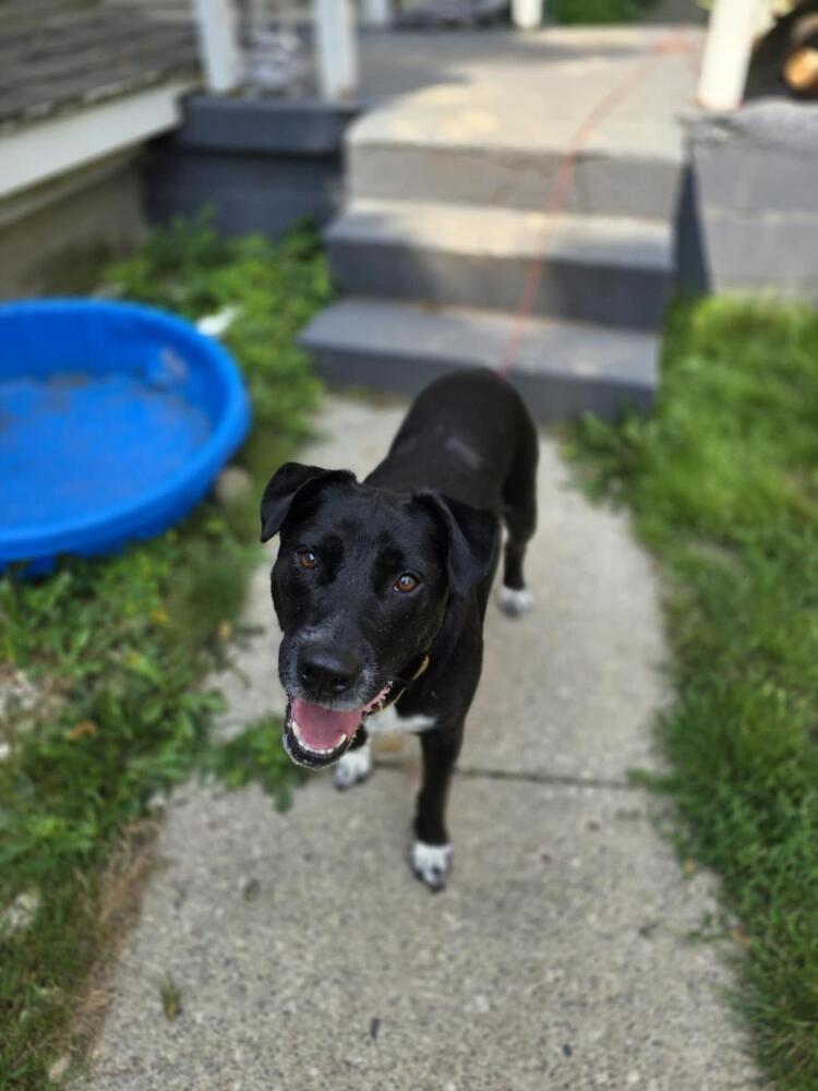 Nessa, an adoptable Labrador Retriever, Husky in Grand Rapids, MI, 49505 | Photo Image 5
