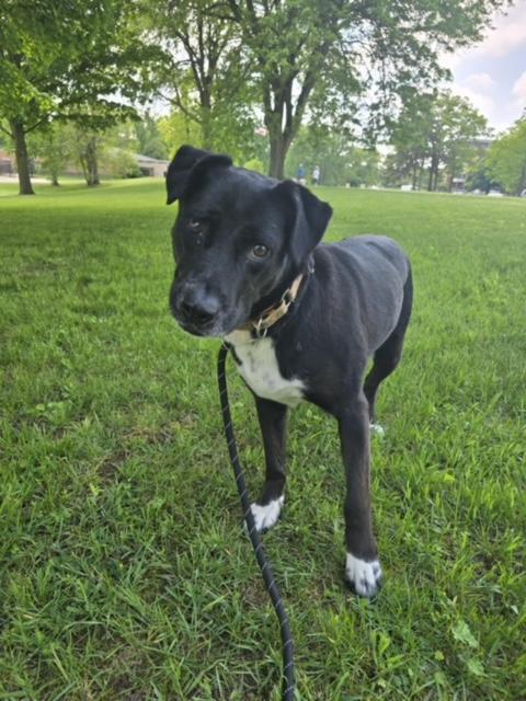 Nessa, an adoptable Labrador Retriever, Husky in Grand Rapids, MI, 49505 | Photo Image 6