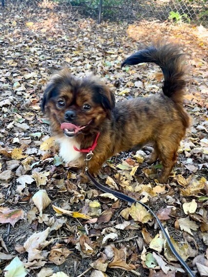 Bruno - Pending Adoption, an adoptable Pekingese, Pomeranian in Grand Rapids, MI, 49505 | Photo Image 1