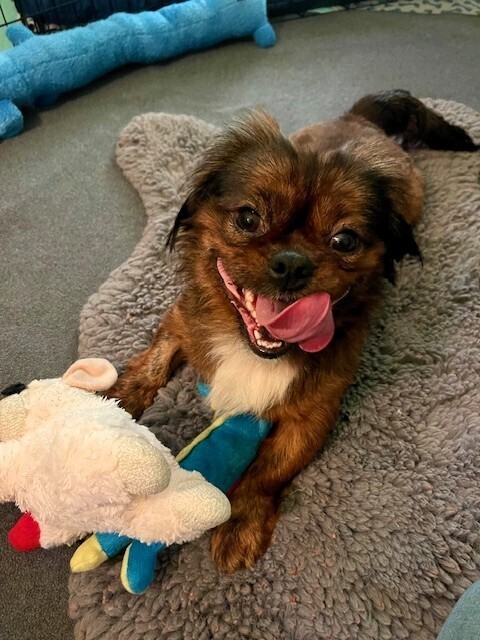 Bruno - Pending Adoption, an adoptable Pekingese, Pomeranian in Grand Rapids, MI, 49505 | Photo Image 2