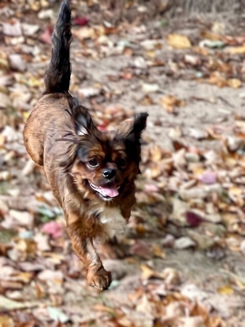 Bruno - Pending Adoption, an adoptable Pekingese, Pomeranian in Grand Rapids, MI, 49505 | Photo Image 3