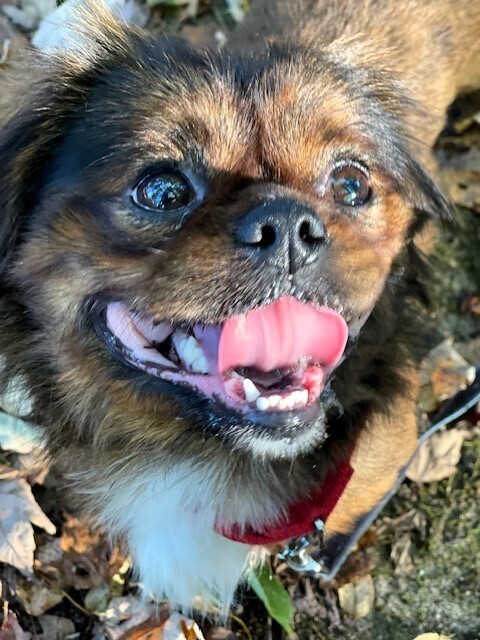 Bruno - Pending Adoption, an adoptable Pekingese, Pomeranian in Grand Rapids, MI, 49505 | Photo Image 4