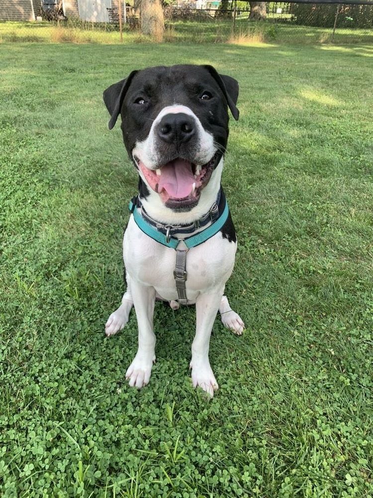 Bishop, an adoptable Pit Bull Terrier in Grand Rapids, MI, 49505 | Photo Image 1
