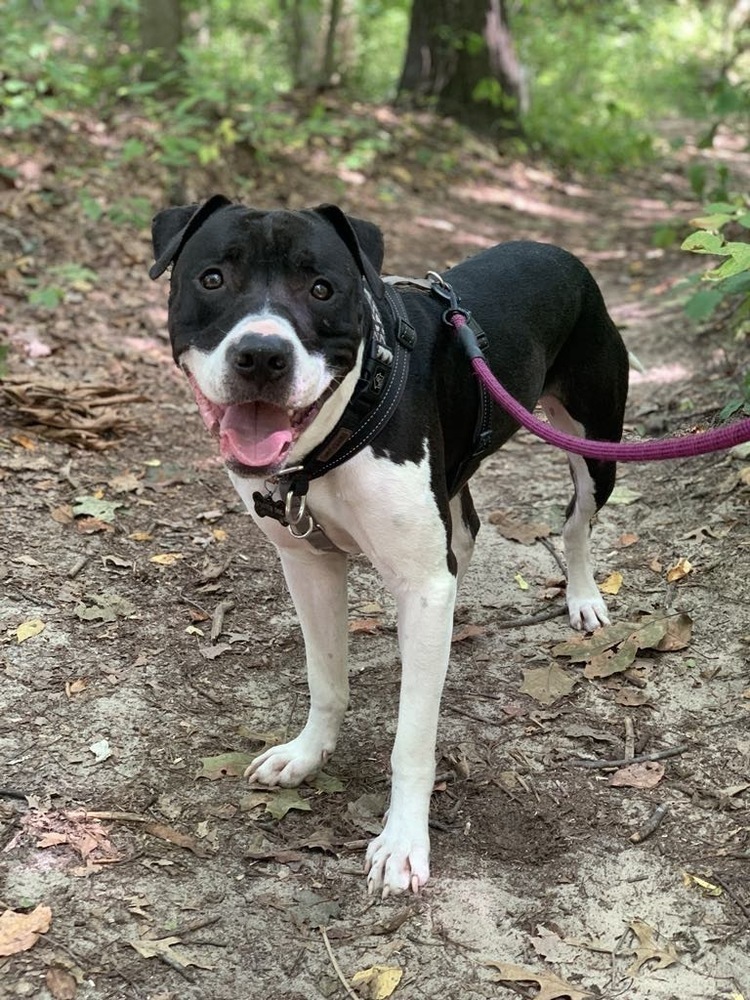 Bishop, an adoptable Pit Bull Terrier in Grand Rapids, MI, 49505 | Photo Image 2