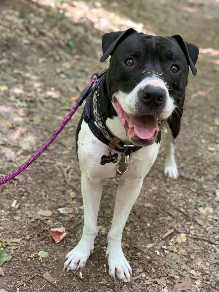 Bishop, an adoptable Pit Bull Terrier in Grand Rapids, MI, 49505 | Photo Image 3