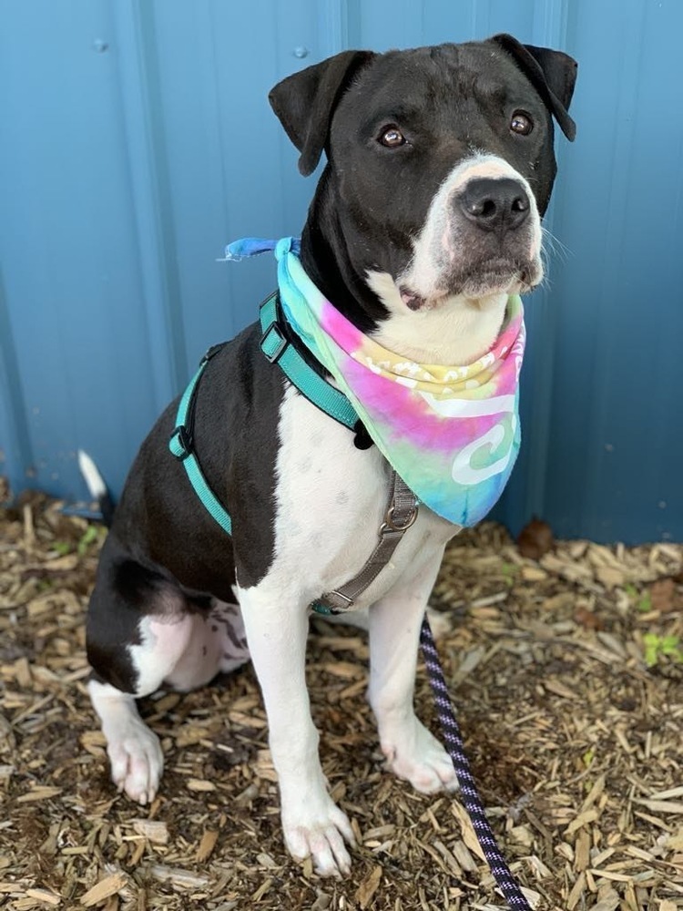 Bishop, an adoptable Pit Bull Terrier in Grand Rapids, MI, 49505 | Photo Image 4