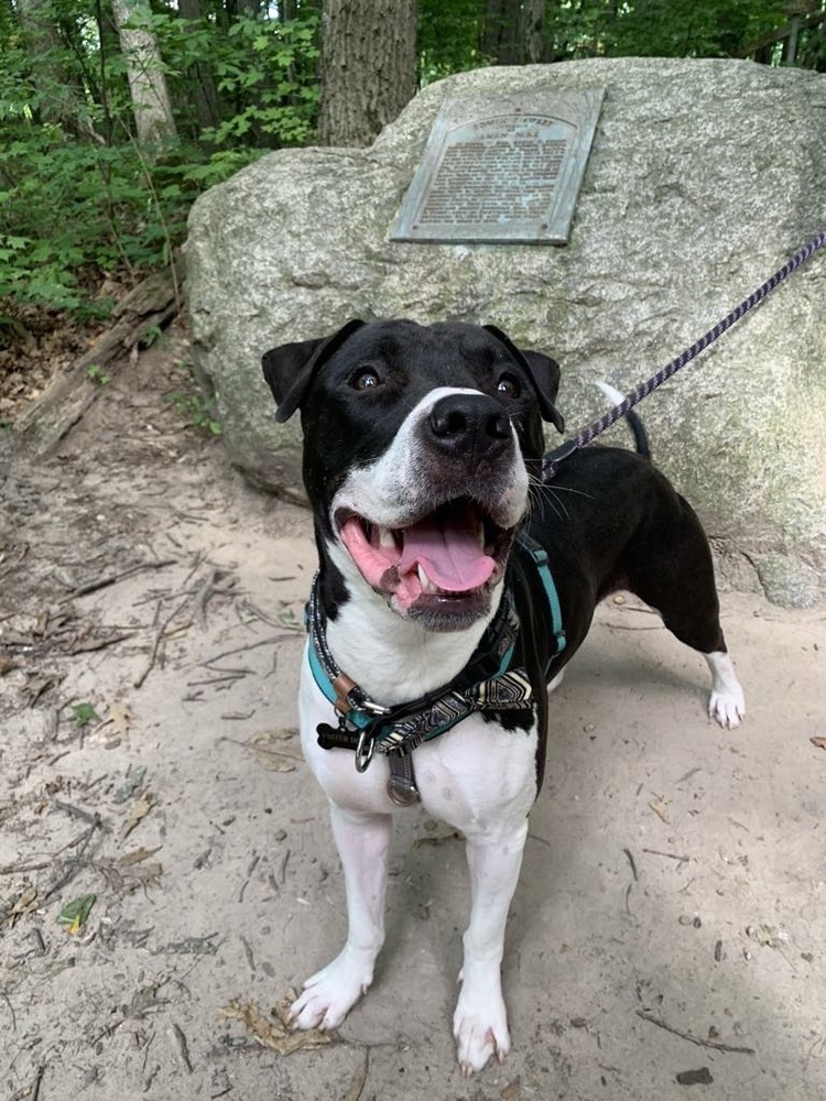 Bishop, an adoptable Pit Bull Terrier in Grand Rapids, MI, 49505 | Photo Image 5