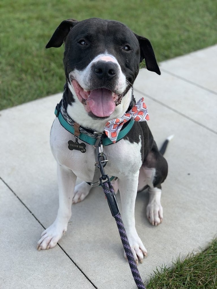 Bishop, an adoptable Pit Bull Terrier in Grand Rapids, MI, 49505 | Photo Image 6