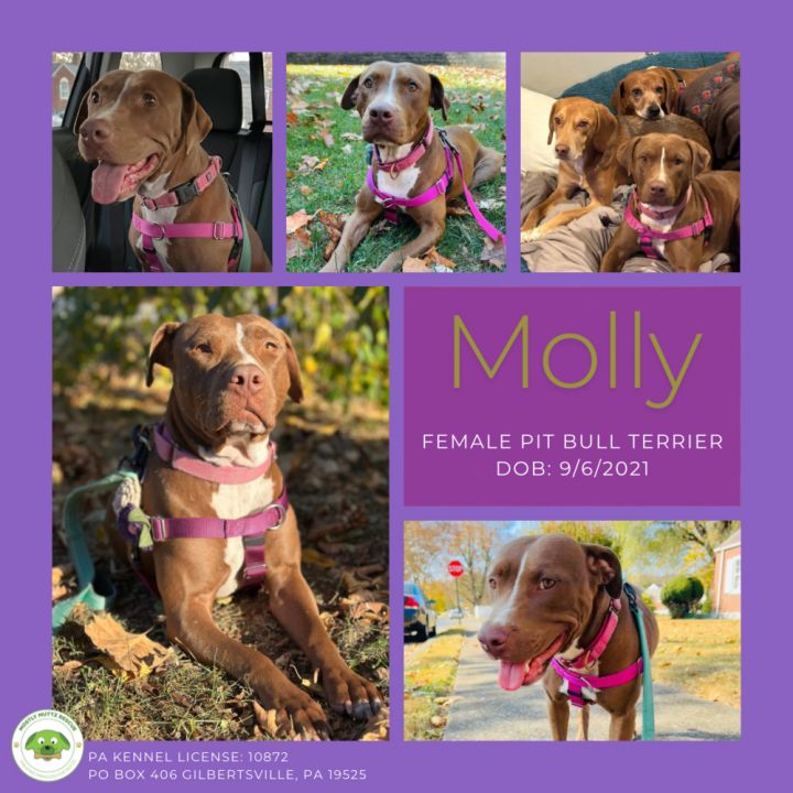 Molly 1