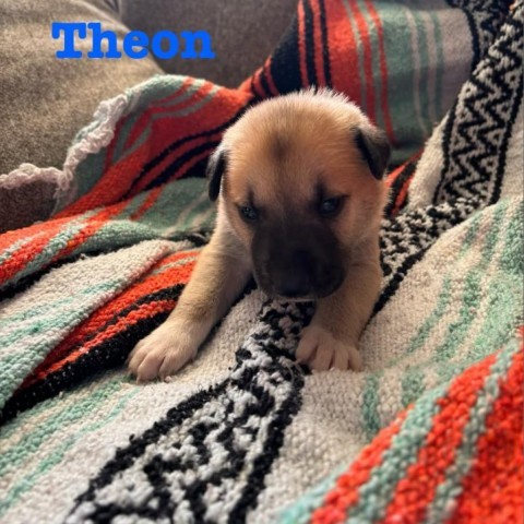 Theon 2