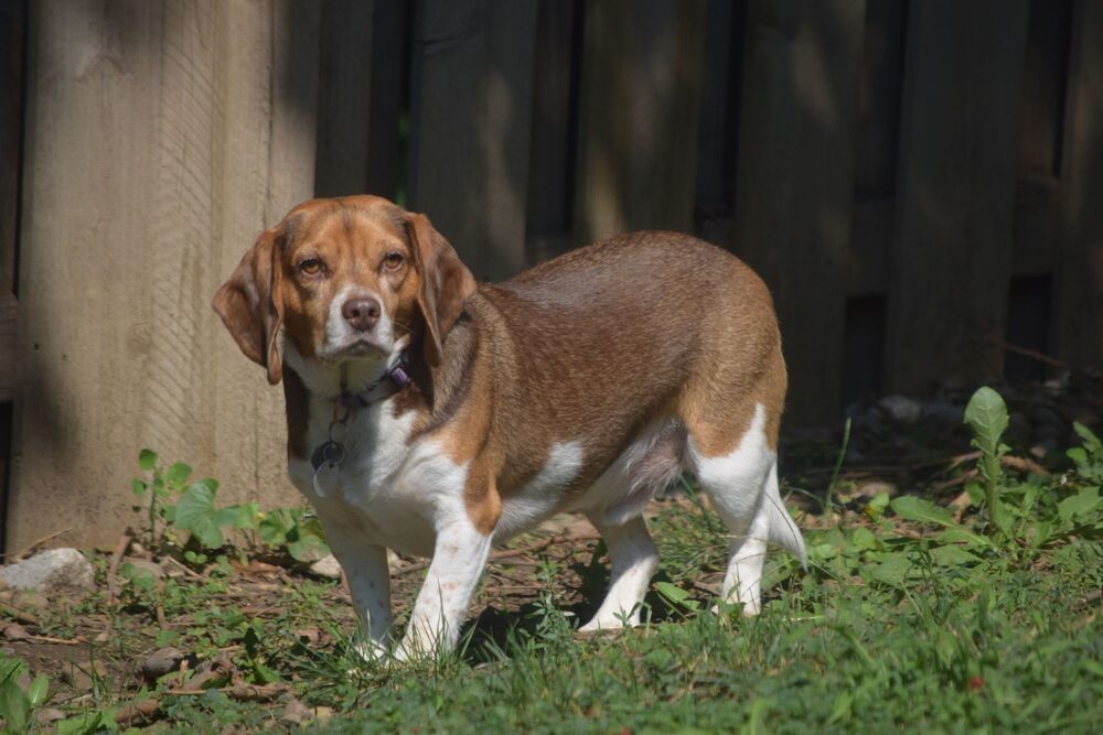 Clyde - Fostered in Omaha, an adoptable Beagle in Omaha, NE, 68116 | Photo Image 1