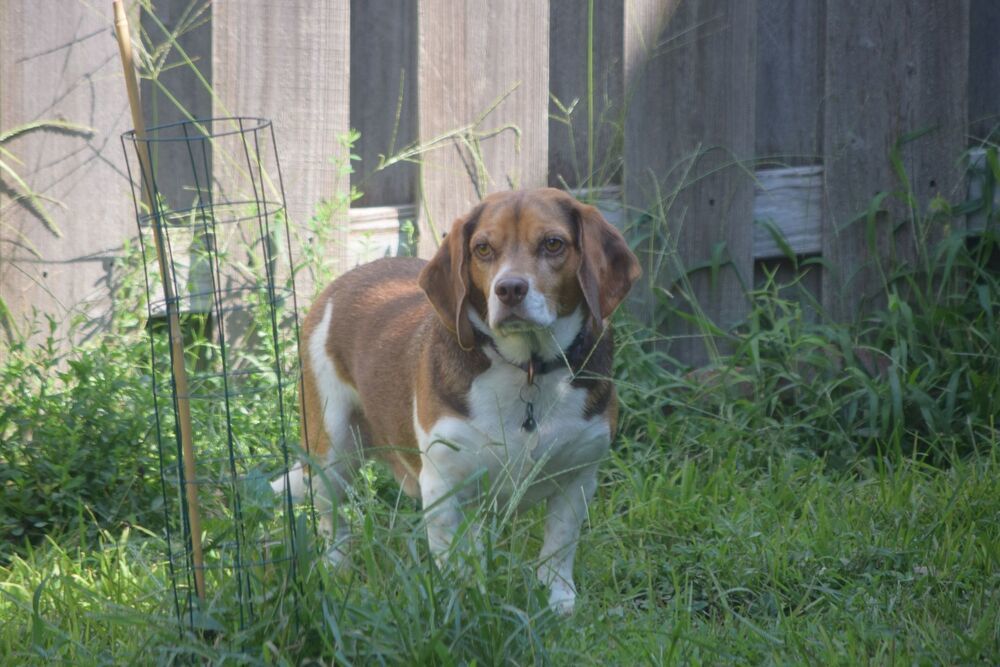 Clyde - Fostered in Omaha, an adoptable Beagle in Omaha, NE, 68116 | Photo Image 2