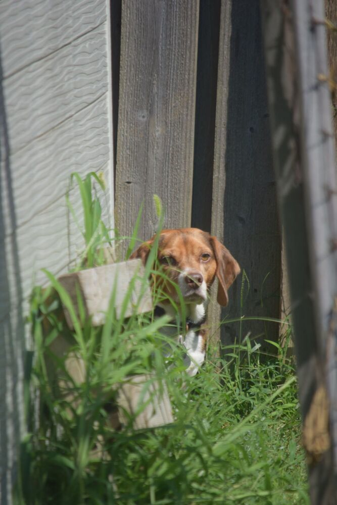Clyde - Fostered in Omaha, an adoptable Beagle in Omaha, NE, 68116 | Photo Image 3