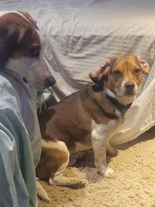 Clyde - Fostered in Omaha, an adoptable Beagle in Omaha, NE, 68116 | Photo Image 4