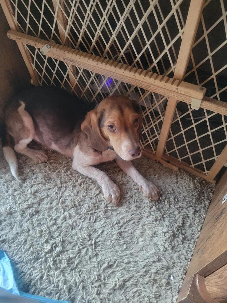 Clyde - Fostered in Omaha, an adoptable Beagle in Omaha, NE, 68116 | Photo Image 5