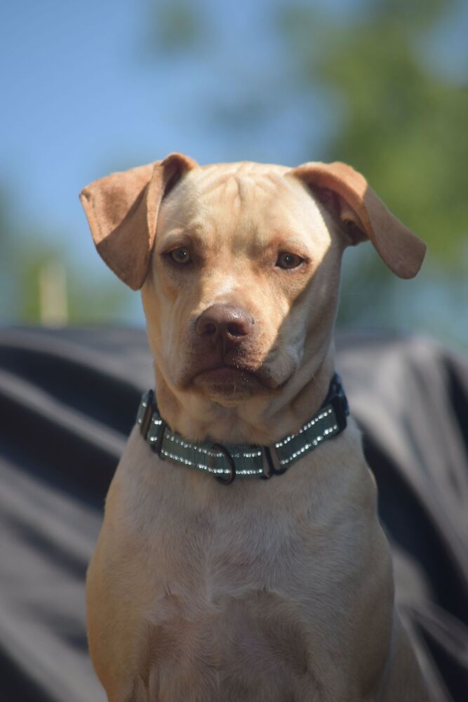 Jorgy - fostered in Omaha, an adoptable Labrador Retriever, Hound in Omaha, NE, 68116 | Photo Image 1