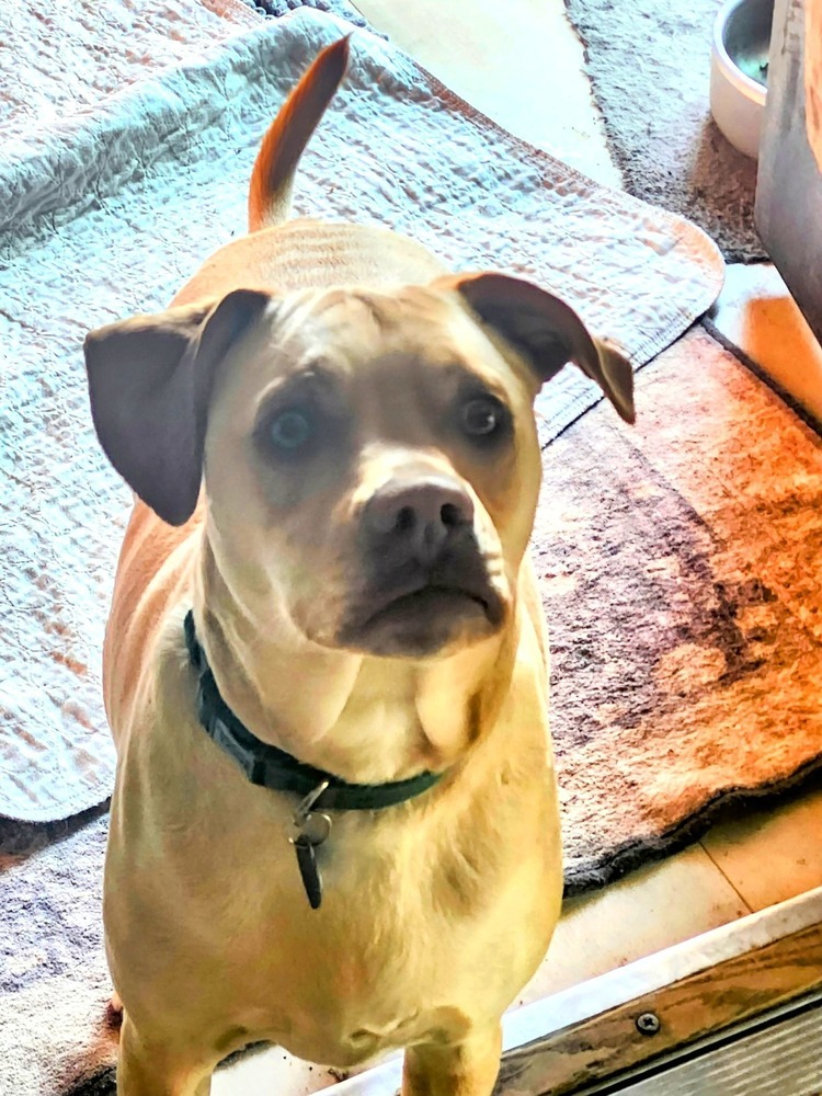 Jorgy - fostered in Omaha, an adoptable Labrador Retriever, Hound in Omaha, NE, 68116 | Photo Image 2