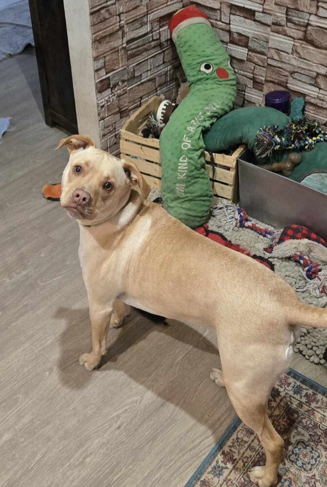 Jorgy - fostered in Omaha, an adoptable Labrador Retriever, Hound in Omaha, NE, 68116 | Photo Image 3