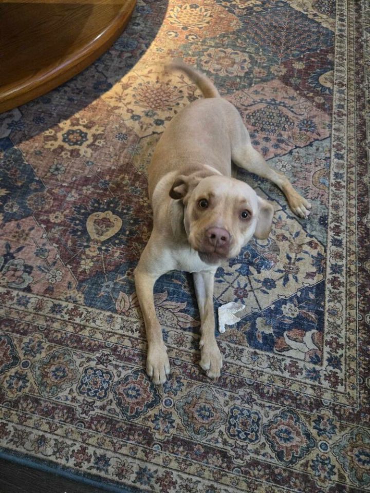 Jorgy - fostered in Omaha 4