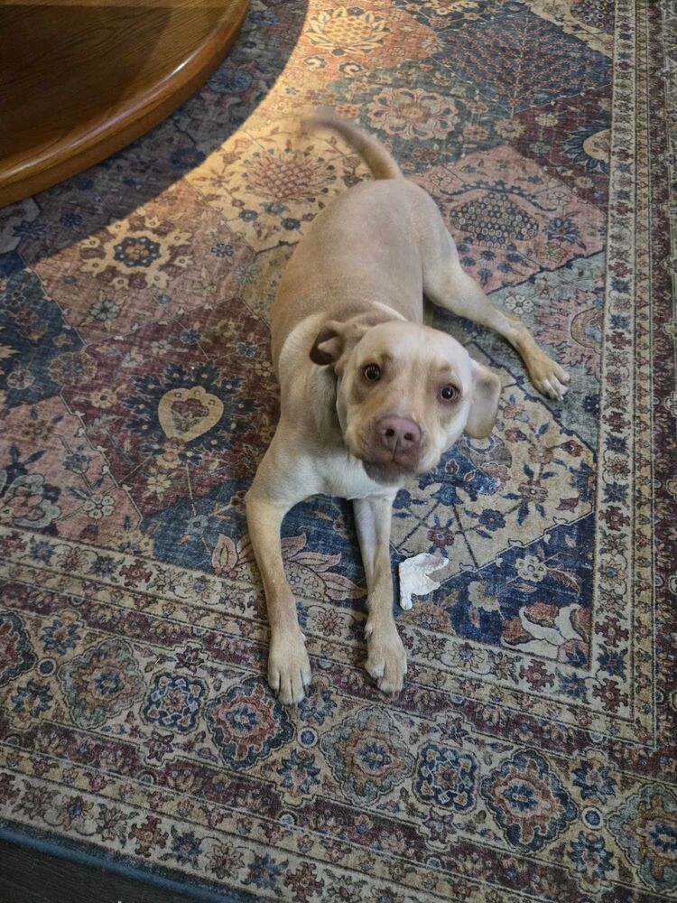 Jorgy - fostered in Omaha, an adoptable Labrador Retriever, Hound in Omaha, NE, 68116 | Photo Image 4