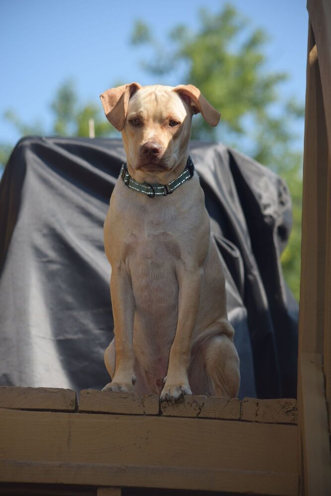 George Jetson - Fostered in Omaha 5